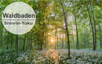 Waldbaden – Shinrin-Yoku